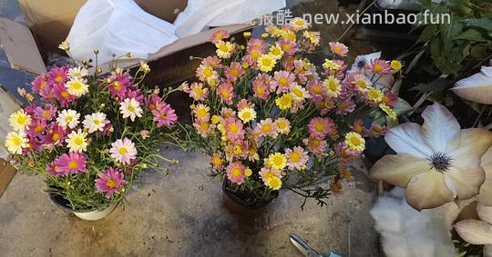 抠门园艺分享第四弹 - 线报酷