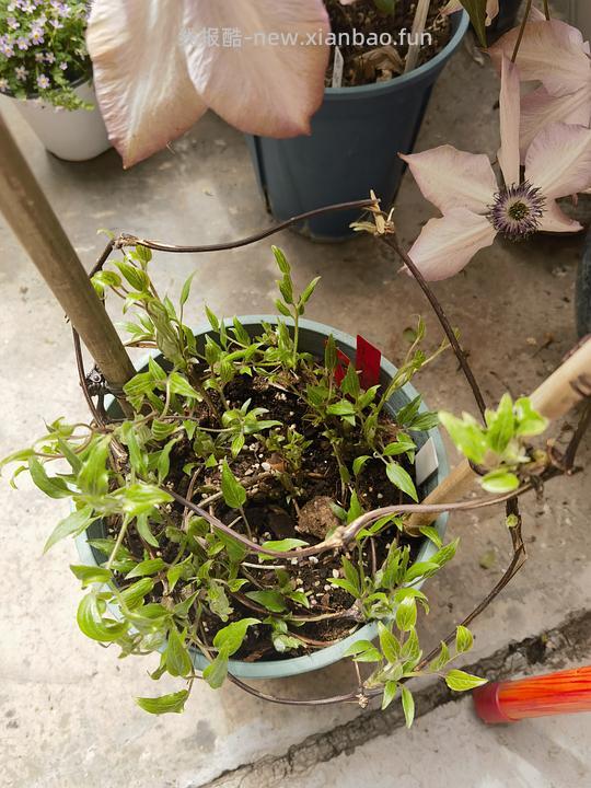 抠门园艺分享第四弹 - 线报酷