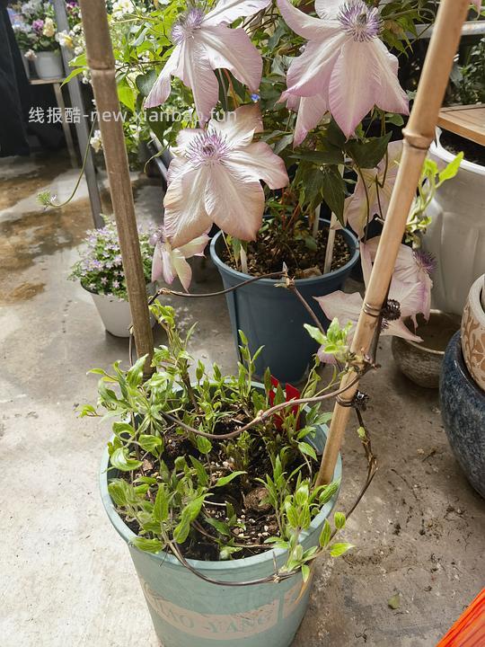 抠门园艺分享第四弹 - 线报酷