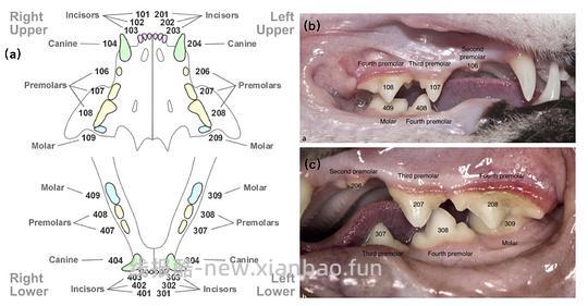 【科普】[养猫笔记05-医疗] 猫牙破齿细胞吸收性损伤（FORL）— 猫第二大常见疾病 - 线报酷