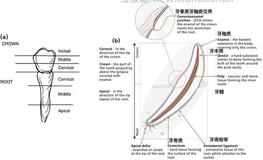 【科普】[养猫笔记05-医疗] 猫牙破齿细胞吸收性损伤（FORL）— 猫第二大常见疾病 - 线报酷