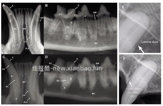 【科普】[养猫笔记05-医疗] 猫牙破齿细胞吸收性损伤（FORL）— 猫第二大常见疾病 - 线报酷