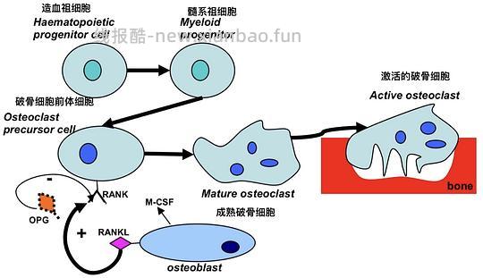 【科普】[养猫笔记05-医疗] 猫牙破齿细胞吸收性损伤（FORL）— 猫第二大常见疾病 - 线报酷