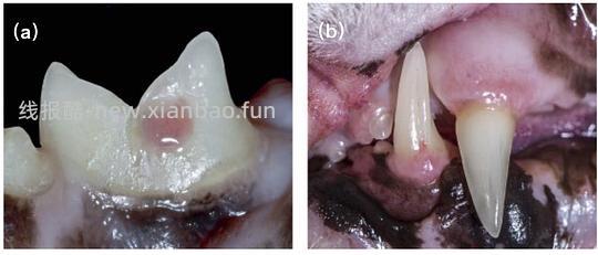 【科普】[养猫笔记05-医疗] 猫牙破齿细胞吸收性损伤（FORL）— 猫第二大常见疾病 - 线报酷