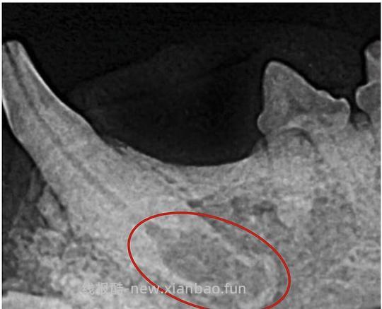 【科普】[养猫笔记05-医疗] 猫牙破齿细胞吸收性损伤（FORL）— 猫第二大常见疾病 - 线报酷