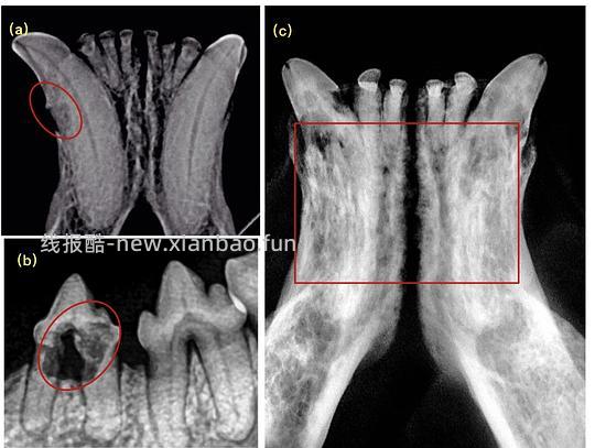 【科普】[养猫笔记05-医疗] 猫牙破齿细胞吸收性损伤（FORL）— 猫第二大常见疾病 - 线报酷