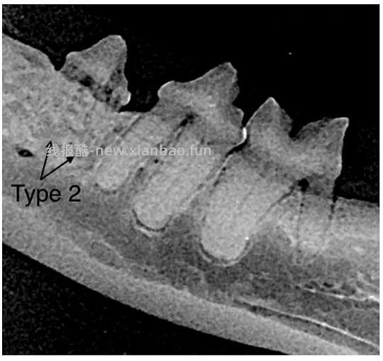 【科普】[养猫笔记05-医疗] 猫牙破齿细胞吸收性损伤（FORL）— 猫第二大常见疾病 - 线报酷
