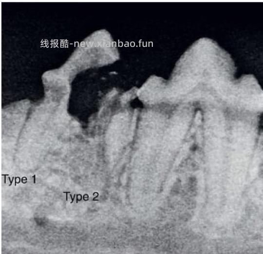 【科普】[养猫笔记05-医疗] 猫牙破齿细胞吸收性损伤（FORL）— 猫第二大常见疾病 - 线报酷
