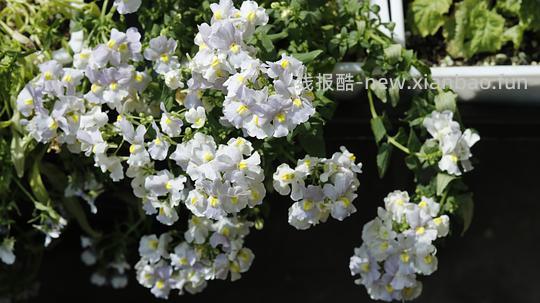 抠门园艺分享第四弹 - 线报酷