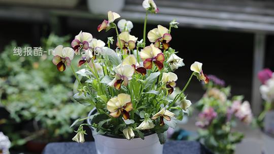 抠门园艺分享第四弹 - 线报酷