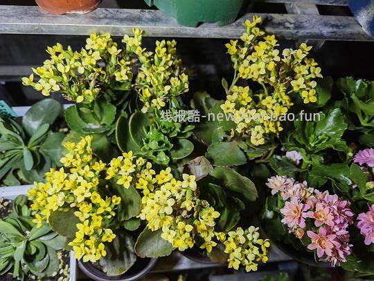 抠门园艺分享第四弹 - 线报酷