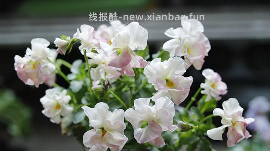 抠门园艺分享第四弹 - 线报酷