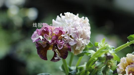 抠门园艺分享第四弹 - 线报酷