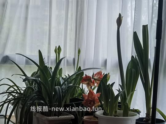 抠门园艺分享第四弹 - 线报酷