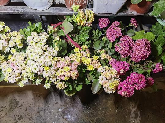 抠门园艺分享第四弹 - 线报酷