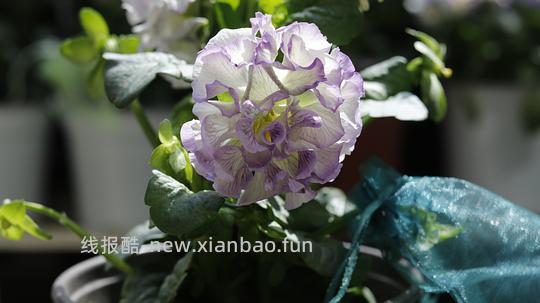 抠门园艺分享第四弹 - 线报酷