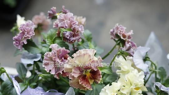 抠门园艺分享第四弹 - 线报酷