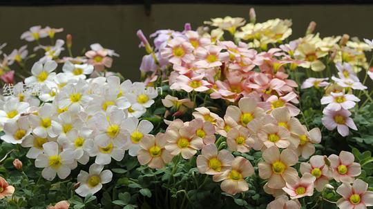 抠门园艺分享第四弹 - 线报酷