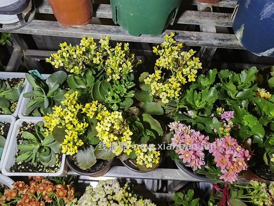 抠门园艺分享第四弹 - 线报酷