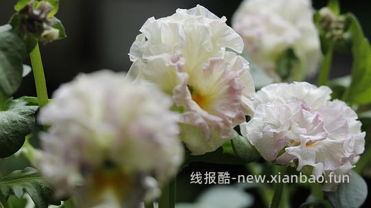 抠门园艺分享第四弹 - 线报酷