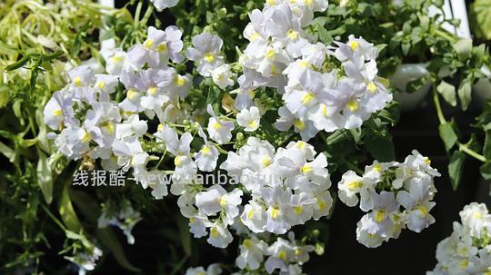 抠门园艺分享第四弹 - 线报酷