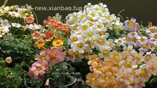 抠门园艺分享第四弹 - 线报酷