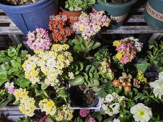 抠门园艺分享第四弹 - 线报酷