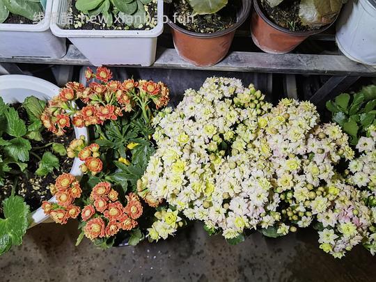 抠门园艺分享第四弹 - 线报酷