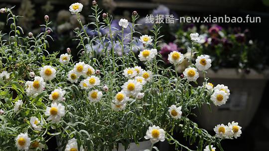 抠门园艺分享第四弹 - 线报酷