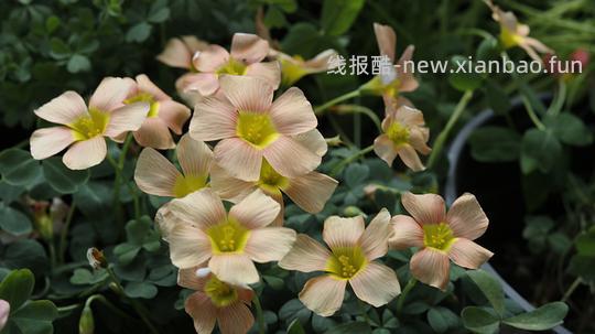 抠门园艺分享第四弹 - 线报酷