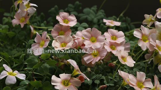 抠门园艺分享第四弹 - 线报酷