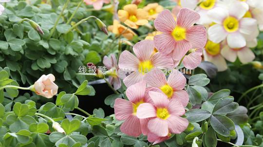 抠门园艺分享第四弹 - 线报酷