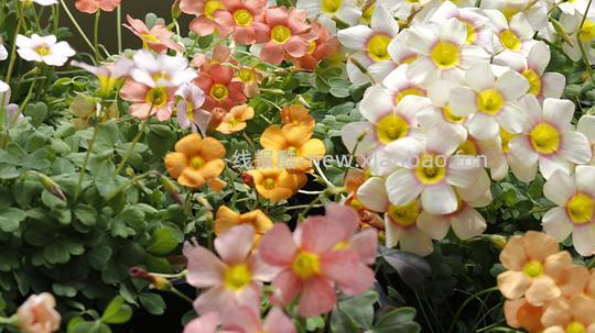 抠门园艺分享第四弹 - 线报酷