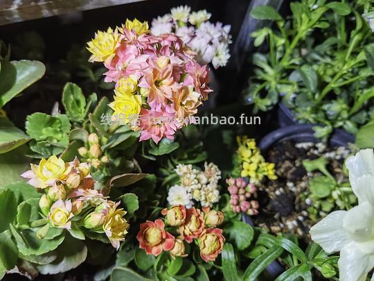 抠门园艺分享第四弹 - 线报酷