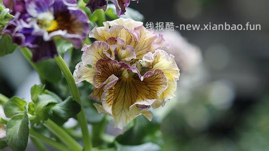 抠门园艺分享第四弹 - 线报酷