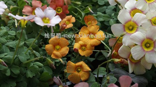 抠门园艺分享第四弹 - 线报酷