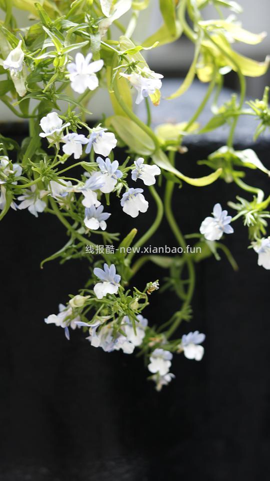 抠门园艺分享第四弹 - 线报酷