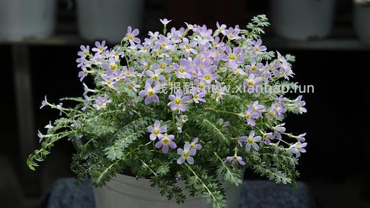 抠门园艺分享第四弹 - 线报酷