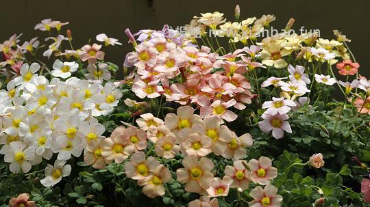 抠门园艺分享第四弹 - 线报酷