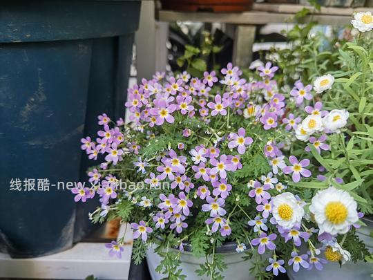 抠门园艺分享第四弹 - 线报酷