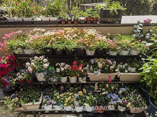 抠门园艺分享第四弹 - 线报酷