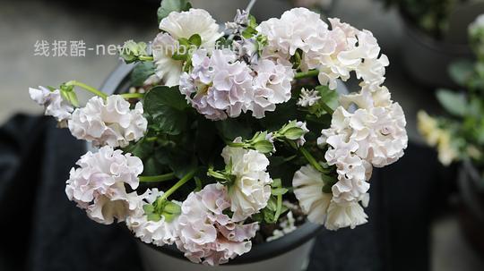 抠门园艺分享第四弹 - 线报酷