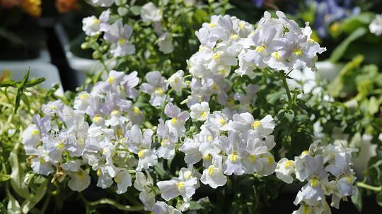 抠门园艺分享第四弹 - 线报酷