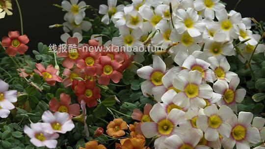 抠门园艺分享第四弹 - 线报酷