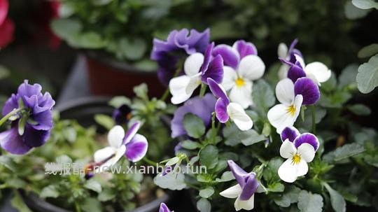 抠门园艺分享第四弹 - 线报酷