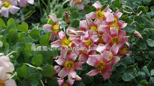 抠门园艺分享第四弹 - 线报酷