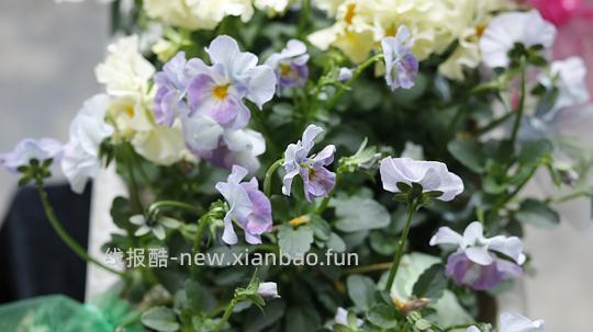 抠门园艺分享第四弹 - 线报酷