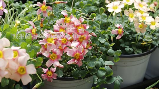 抠门园艺分享第四弹 - 线报酷