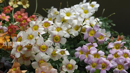 抠门园艺分享第四弹 - 线报酷