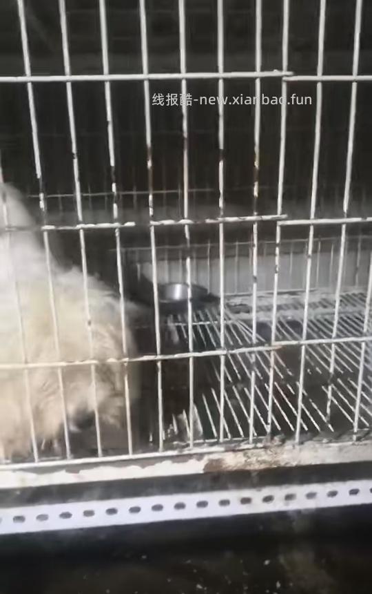 讨论/【科普】曾经宠物行业就业人员带大家看看真实后院猫的生存环境 - 线报酷